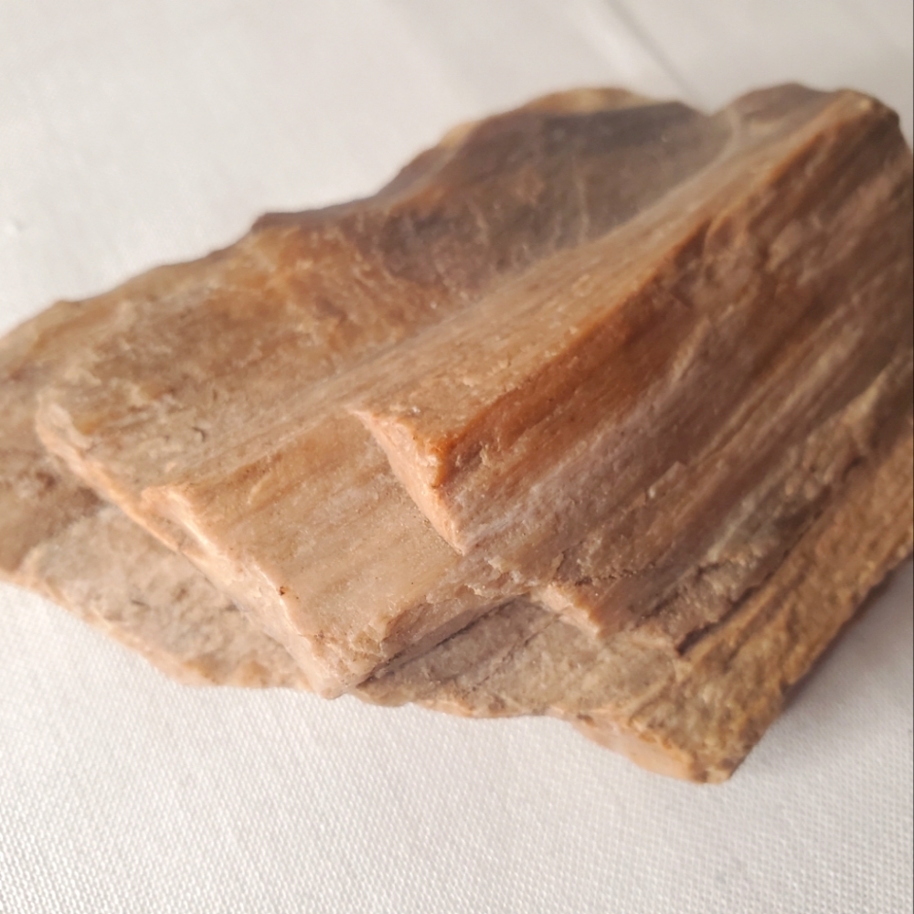 Petrified Wood from Eastern Oregon